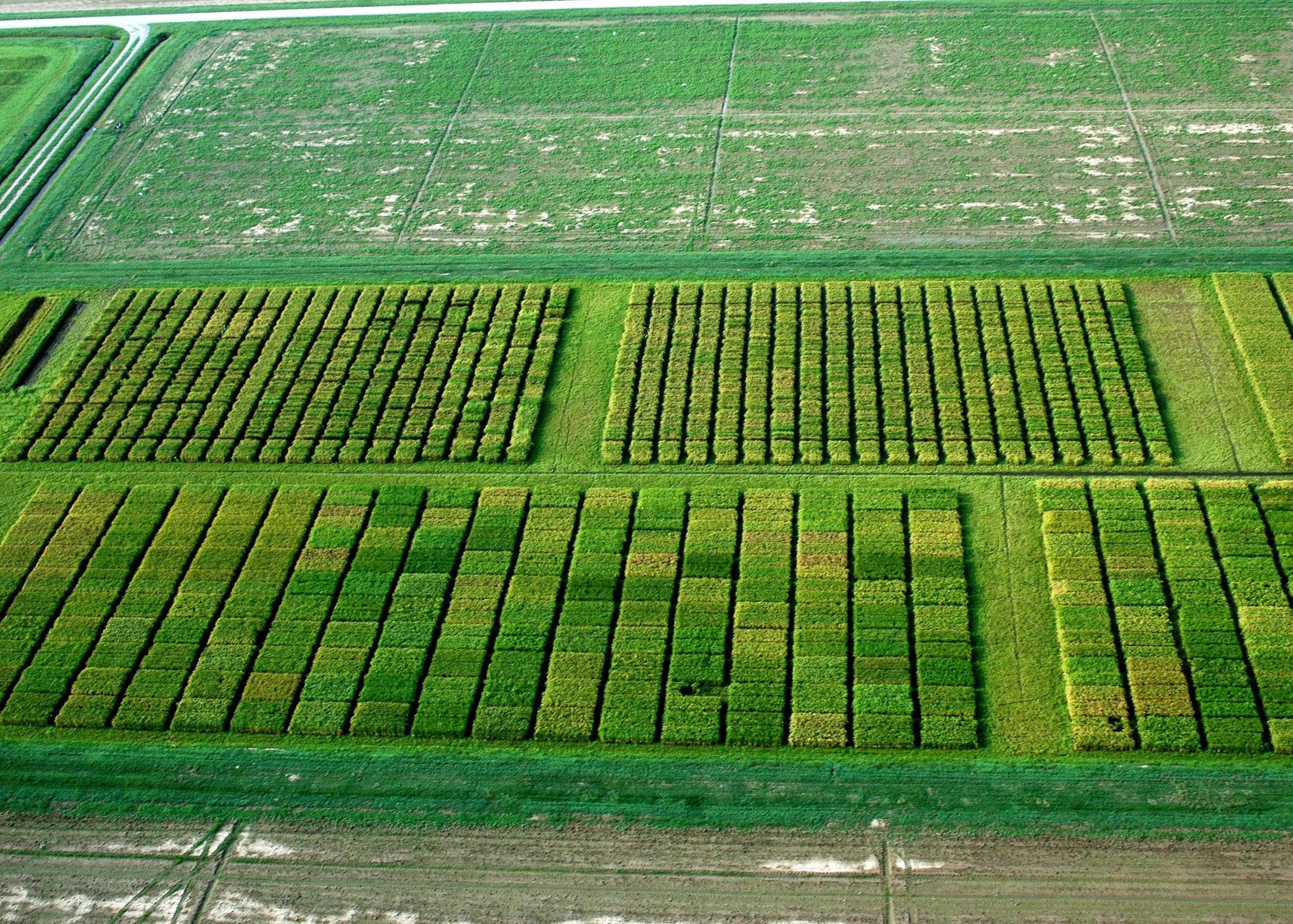 The Challenge of Breeding New Crop Varieties in Louisiana